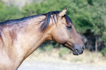 Brown horse with black mane close-up in Horse Hill Preserve on a summer day. Mill Valley, Marin...