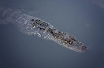 A Young Alligator in the Water