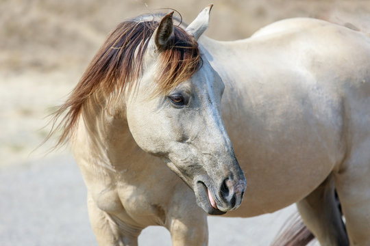 White horse with blond brown mane close-up in Horse Hill Preserve. Marin County, California, USA.