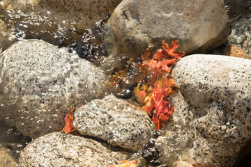 Autumn leaves in stream