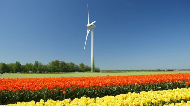 Piantagione di tulipani in Olanda