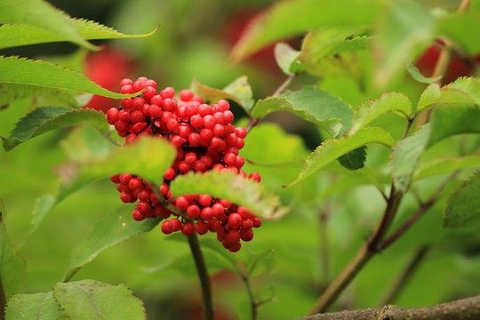 Roter Hollunder