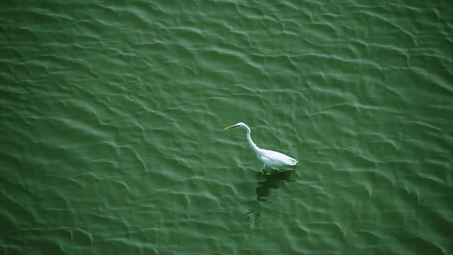 bird in water