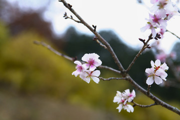 宝登山神社（寶登山神社）　奥宮付近で咲く寒桜