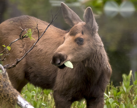 170 Best Moose Calf Images Stock Photos Vectors Adobe Stock
