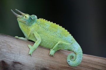 Jackson's chameleon