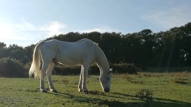 A solitary white horse is grazing in a green field in the late afternoon nice light
