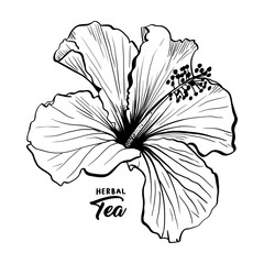 Hawaiian Hibiscus Fragrance Flower or Mallow Chenese Rose. Black and White Flora and Isolated Botany Plant with Petals. Tropical Karkade or Bissap Herbal Tea, Crimson Flora. Blossom and Nature Theme. - obrazy, fototapety, plakaty