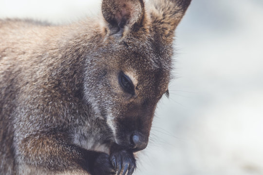 Wallaby (Macropodidae) hanging around the park in vintage setting