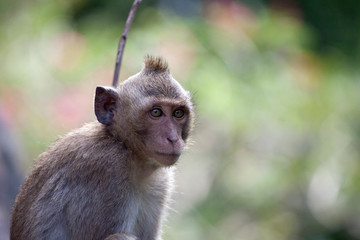 可愛いサル