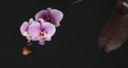 Magenta blossom phalaenopsis at right side of dark Pink orchid on a dark background