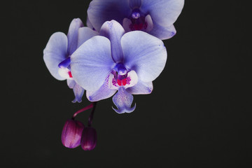 Fototapeta na wymiar Magenta blossom phalaenopsis at right side of dark Pink orchid on a dark background