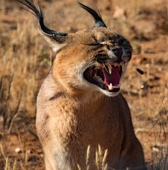 Caracal cat opens his mouth and snarls