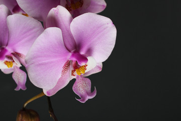 Fototapeta na wymiar Magenta blossom phalaenopsis at right side of dark Pink orchid on a dark background