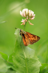 Rostfarbiger Dickkopffalter