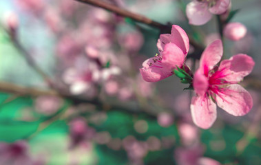 wild flowers sakura bush