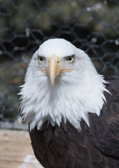 bald eagle