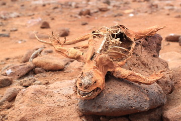 Dry and Drought
