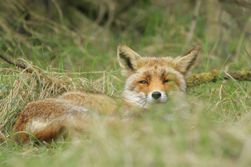 Obraz na płótnie Canvas Close-up of a wild red fox (vulpes vulpes) resting and relaxing