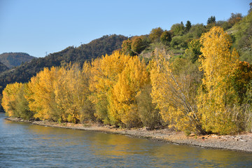 River with yellow leaves