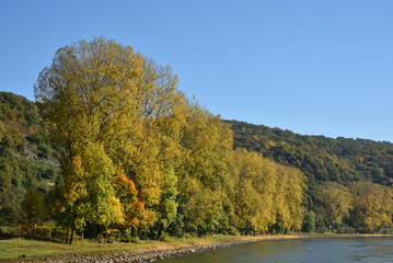 Obraz premium River with yellow leaves
