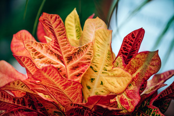 Close up of the plant with red-orange and yellow leaves placed in the outdoor on the daylight.