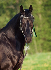 portrait of sportive black stallion