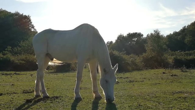 A nice white horse grazing in a green field, in sunny day light.

