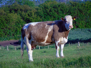 Fototapeta na wymiar A large brown and white cow in a field