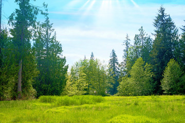 Fototapeta na wymiar Green Pasture with Tall Trees