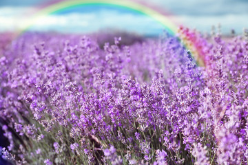 Beautiful blooming lavender in field on summer day