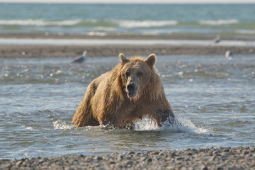 Pacific Coastal Brown bears (usus arctos) - grizzliy - on the Kenai peninsual