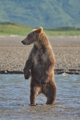 Pacific Coastal Brown bears (usus arctos) - grizzliy - on the Kenai peninsual