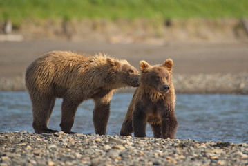 Fototapeta premium Alaskan Brown Bear - Grizzly - ( ursus arctos ) and cubs