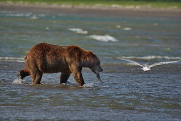 Pacific Coastal Brown bears (usus arctos) - grizzliy - on the Kenai peninsual