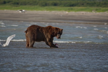 Pacific Coastal Brown bears (usus arctos) - grizzliy - on the Kenai peninsual