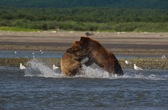 Pacific Coastal Brown bears (usus arctos) fighting - grizzliy - on the Kenai peninsual