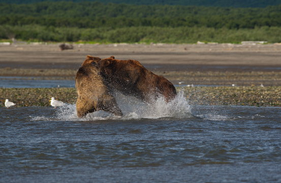 Pacific Coastal Brown bears (usus arctos) fighting - grizzliy - on the Kenai peninsual