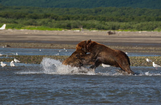 Pacific Coastal Brown bears (usus arctos) fighting - grizzliy - on the Kenai peninsual