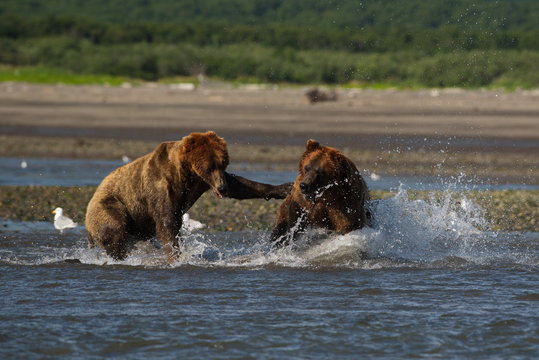 Pacific Coastal Brown bears (usus arctos) fighting - grizzliy - on the Kenai peninsual