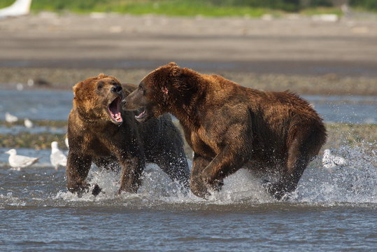 Pacific Coastal Brown bears (usus arctos) fighting - grizzliy - on the Kenai peninsual