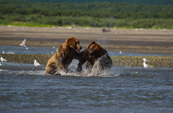 Pacific Coastal Brown bears (usus arctos) fighting - grizzliy - on the Kenai peninsual