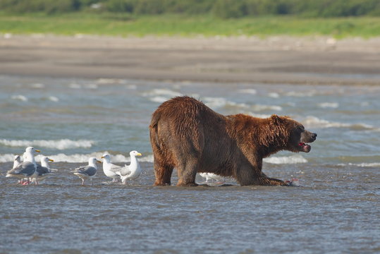 Pacific Coastal Brown bears (usus arctos) - grizzliy - on the Kenai peninsual