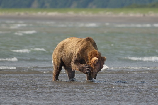 Pacific Coastal Brown bears (usus arctos) - grizzliy - on the Kenai peninsual