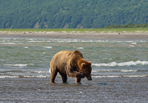 Pacific Coastal Brown bears (usus arctos) - grizzliy - on the Kenai peninsual