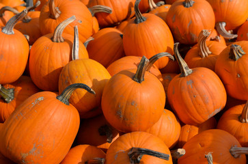 Pumpkins, roadside stand