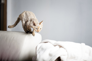 Tortie Devon Rex Ready to Pounce