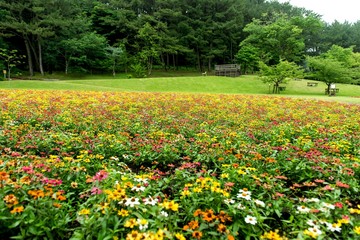 春爛漫の公園の情景
