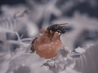 infrared photography - ir photo of a berry or berries