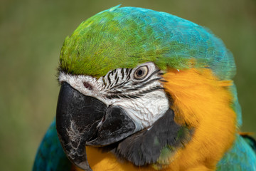 Portrait of a  blue and gold macaw